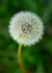 dandelion full of seeds