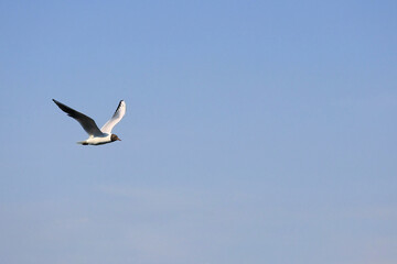 A Single Seagull, Possibly Black Headed Gull, Soaring High And Alone In A Vast Expanse Of Clear Blue Sky.