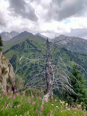 Dried Spruce Tree Against Majestic Mountain Backdrop – Symbol of Resilience and Nature’s Cycle.