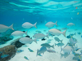 Colorful Reef Fish Swimming in Crystal Clear Tropical Waters

