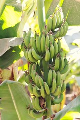 Banana tree laden with unripe green bananas.