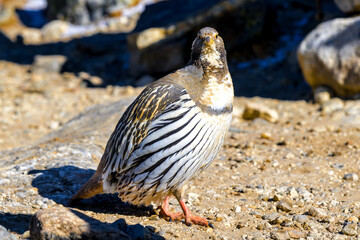 Aves del Himalaya