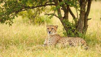Resting cheetah under a tree