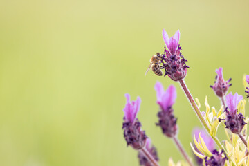 bee on lavender