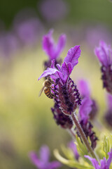 bee on lavender