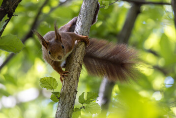 squirrel on tree