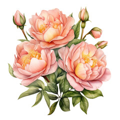 Blush peonies with green foliage watercolor painting illustration