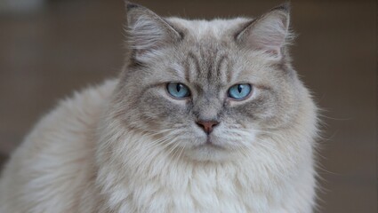 Blue eyed persian cat portrait