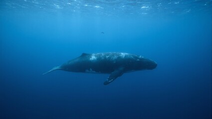 Fototapeta premium Blue whale in deep ocean