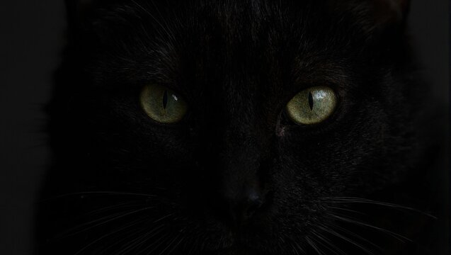Intense black cat with green eyes - Powered by Adobe