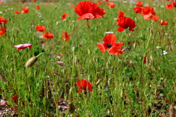 Frühlingswiese mit rotem Klatschmohn 