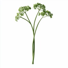 Fresh green herbs with delicate leaves and tall stems.