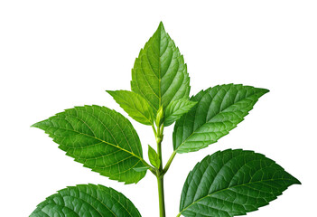 Fototapeta premium Green Leaf with Transparent Background, Botanical Graphic