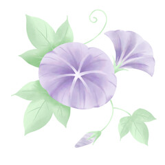 Watercolor Morning Glory with Leaves and Buds – Transparent PNG