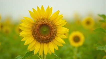 Obraz premium Blooming sunflower close up