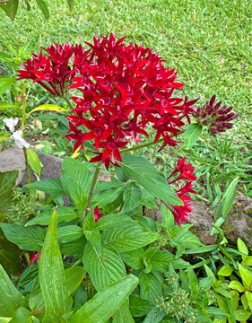 Red flowers of an Egyptian starcluster plant. Pentas lanceolata