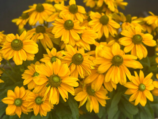 Fototapeta premium Yellow flowers of a Blackeyed Susan plant. Rudbeckia hirta