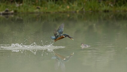 Kingfisher diving for fish