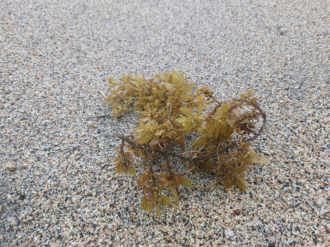 Sargassum muticum on the sand at the Beach, commonly known as Japanese wireweed or japweed is a large brown seaweed of the genus Sargassum, high growth during spring time