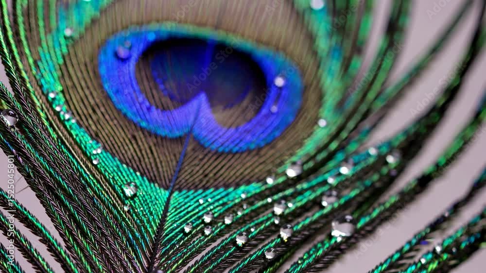 Poster peacock feather with vibrant colors and water droplets in close-up view