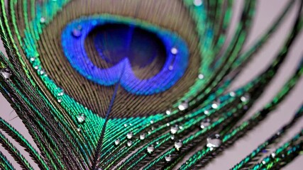 Peacock feather with vibrant colors and water droplets in close-up view - Powered by Adobe