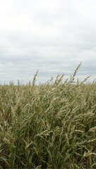 Grass field under cloudy sky