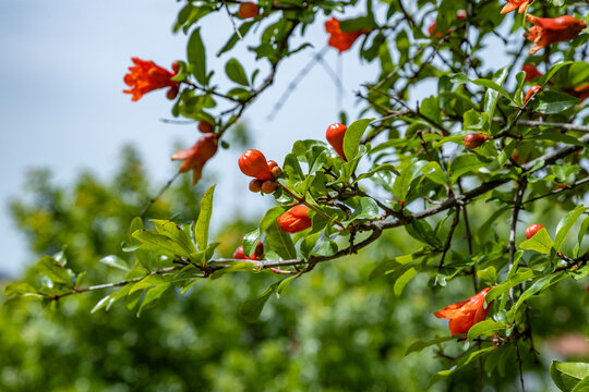Close-up of sunlit pomegranate branch with red flowers and young fruit against blurred greenery and blue sky. May, Turkey, Mediterranean.