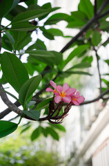 Single Branch Of Pink Frangipani Flower Blooming In Green Leaves Background