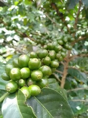 Coffee The coffee tree is still young and ripe.