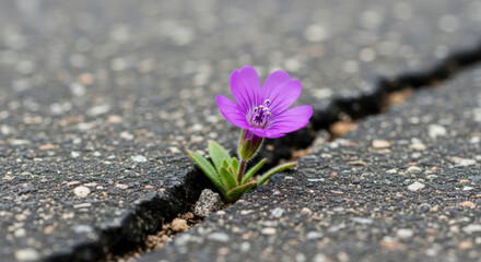 Close up purple flower blooming asphalt crack. Concept resilience hope life. Nature urban street growth. Strength persistence survival new beginning determination. Macro detail.
