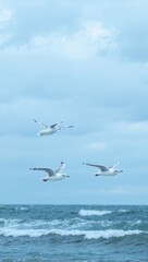 Fototapeta premium Seagulls flying over ocean waves