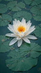 Lily petal water garden