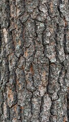 Fototapeta premium Detailed tree bark texture