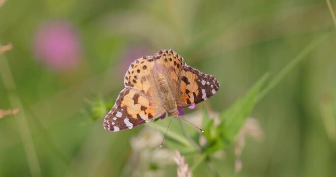 The painted lady butterfly (Vanessa cardui) on the flower of Knautia arvensis, commonly known as field scabious