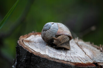 Snail on a stump in a green garden (forest)
