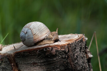 Snail on a stump in a green garden (forest)