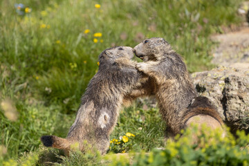 marmots