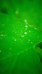 Dew drops on green leaf