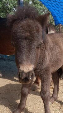 Black Baby Pony Walking in Farmyard &ndash; Cute Young Foal Close-Up Cinematic Video