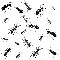 High resolution ant colony illustration
