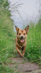 Alert small brown dog with a fluffy tail standing in tall green grass, wearing a harness, looking attentively into the distance. Natural outdoor setting, summer, nature walk.