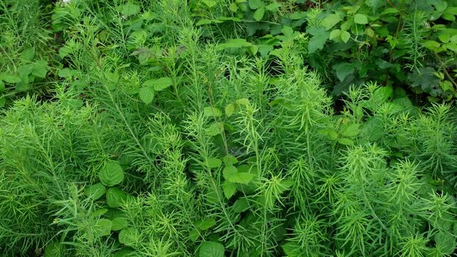 Frische wild gewachsene Pflanzen am Waldrand in der Schweiz. Kr&auml;ftige gr&uuml;ne Farbe in der Natur.