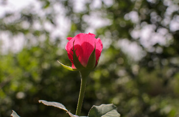 one pink rosebud on a blurred background in the garden