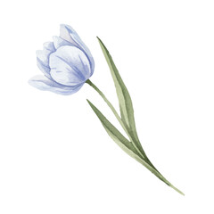 hand painted watercolor of  A single blue tulip isolated on a white 