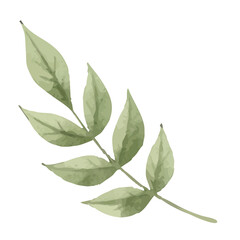 hand painted green leaves on transparent background