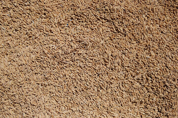 Overhead close-up revealing the dense texture of numerous raw, unhusked rice grains (paddy) spread...