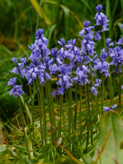 Hyacinthoides hispanica ( Latin- Hyacinthoides hispanica ) is a species of perennial bulbous herbaceous plants of the Asparagus family ( Asparagaceae )