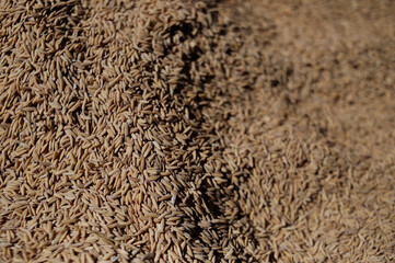 Overhead close-up revealing the dense texture of numerous raw, unhusked rice grains (paddy) spread out, likely for drying