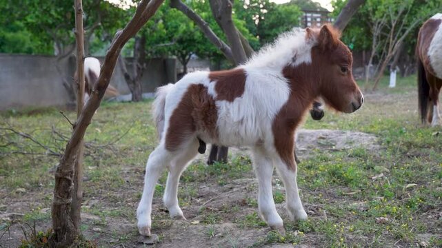 On the farm baby Shetland pony