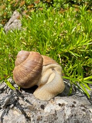 Schnecke